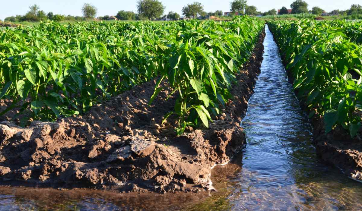 Agritech Companies in Delhi NCR: Driving Innovation in Agriculture